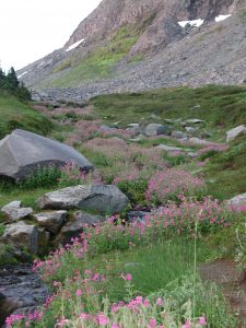 Flowers along creek near Summerland