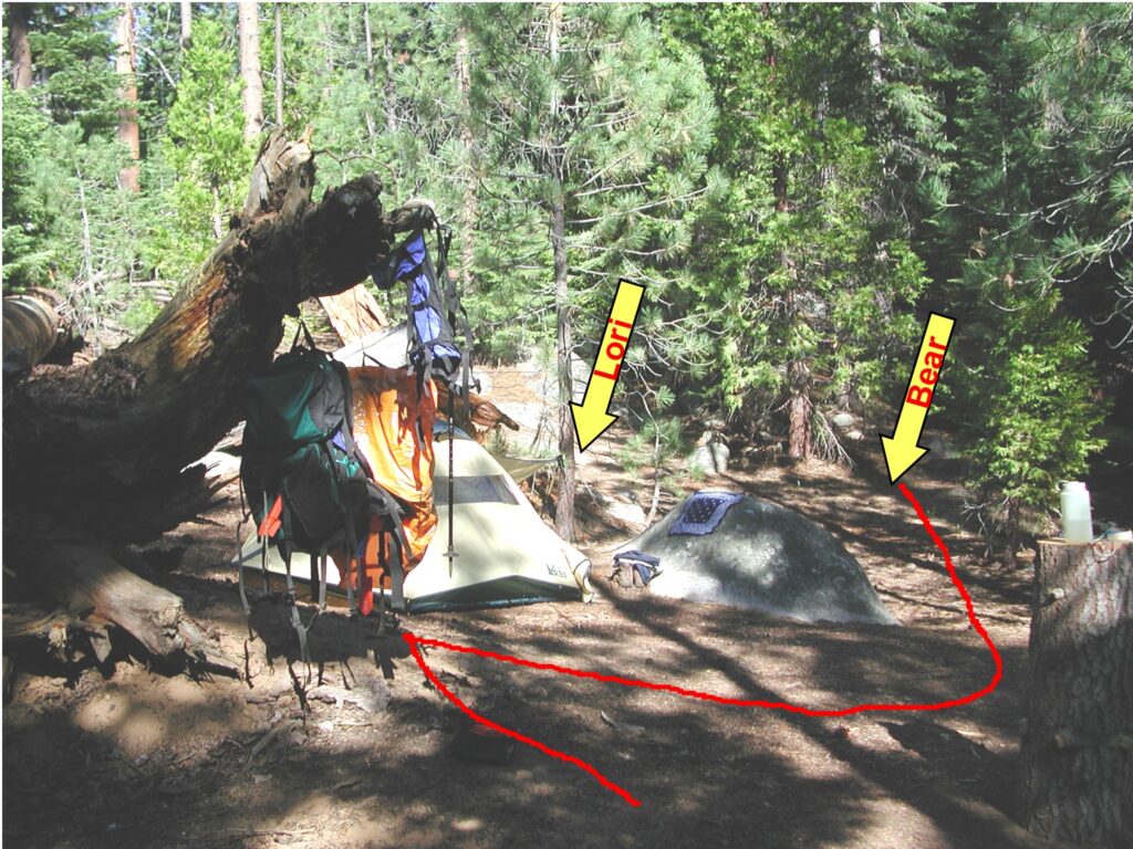 Path the bear took in our camp